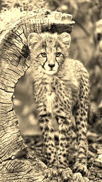 Szary + Sepia