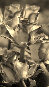 Szary + Sepia