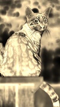 Sepia + Negatyw