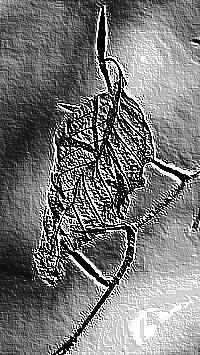 Skamielina