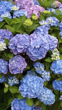 Oryginalny obrazek