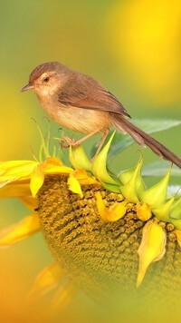 Oryginalny obrazek