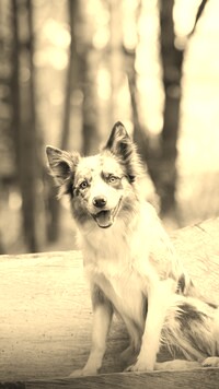 Szary + Sepia