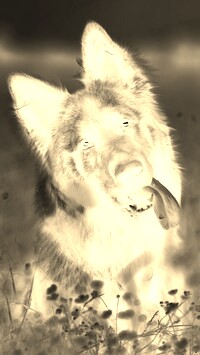 Sepia + Negatyw