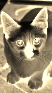 Sepia + Negatyw