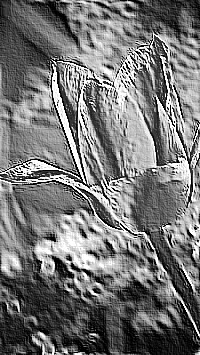 Skamielina