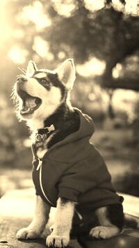 Szary + Sepia