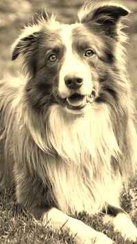 Szary + Sepia
