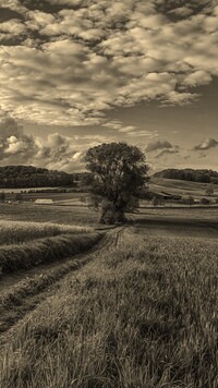 Szary + Sepia