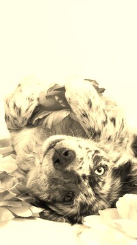 Szary + Sepia