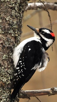 Oryginalny obrazek