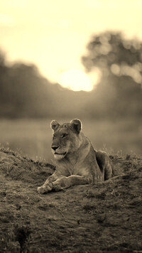Sepia
