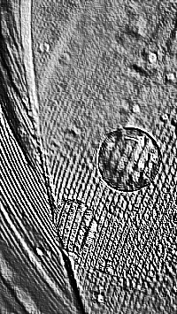 Skamielina