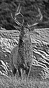 Skamielina
