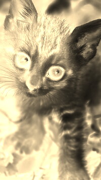 Sepia + Negatyw