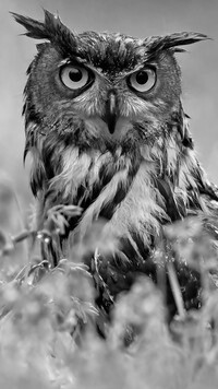 Szary