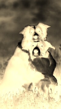 Sepia + Negatyw