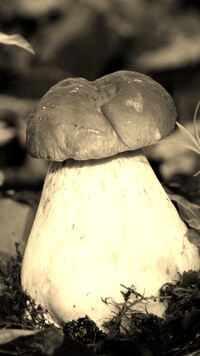 Sepia