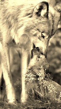 Sepia