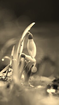 Szary + Sepia
