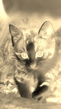 Sepia + Negatyw