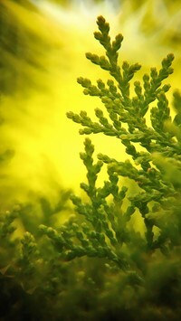 Oryginalny obrazek