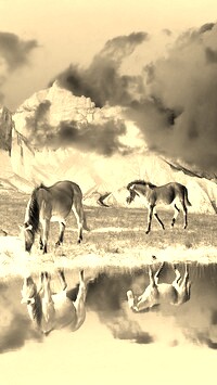Sepia + Negatyw