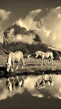 Szary + Sepia