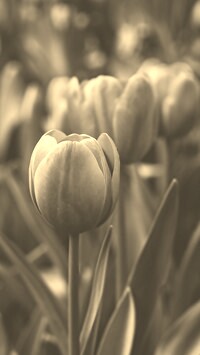 Szary + Sepia