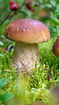 Oryginalny obrazek