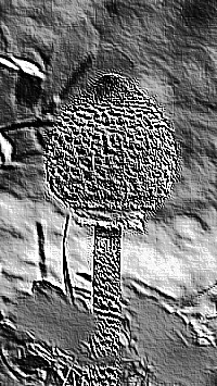 Skamielina