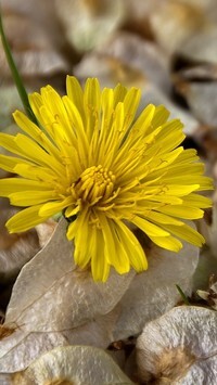 Oryginalny obrazek