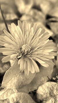 Szary + Sepia