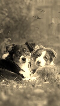 Szary + Sepia