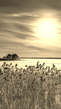 Sepia