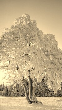 Szary + Sepia