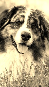 Sepia