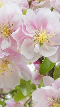 Oryginalny obrazek