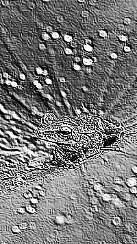 Skamielina