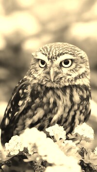 Szary + Sepia