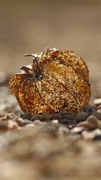 Oryginalny obrazek