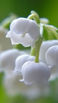 Oryginalny obrazek