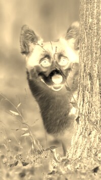 Sepia + Negatyw