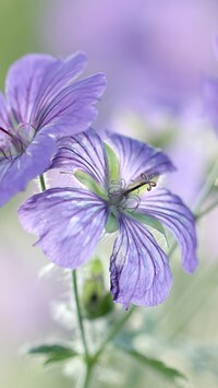Oryginalny obrazek