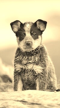 Szary + Sepia