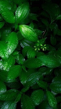 Oryginalny obrazek