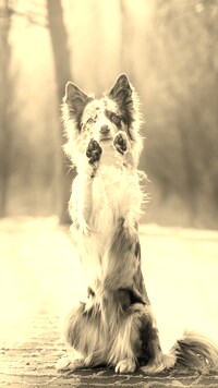 Szary + Sepia