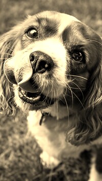 Szary + Sepia