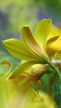 Oryginalny obrazek
