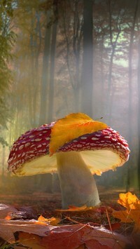 Oryginalny obrazek